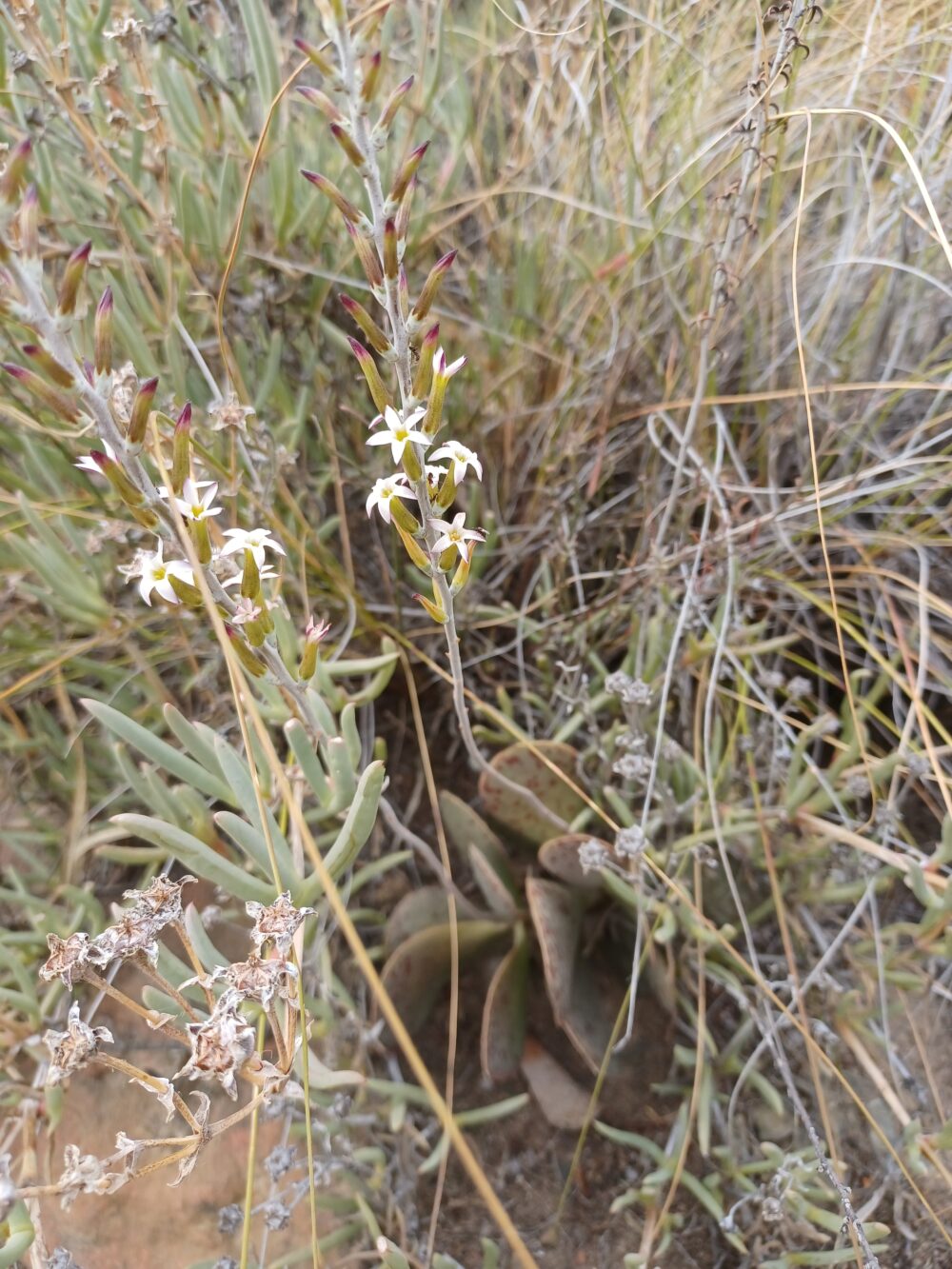 Adromischus maculatus