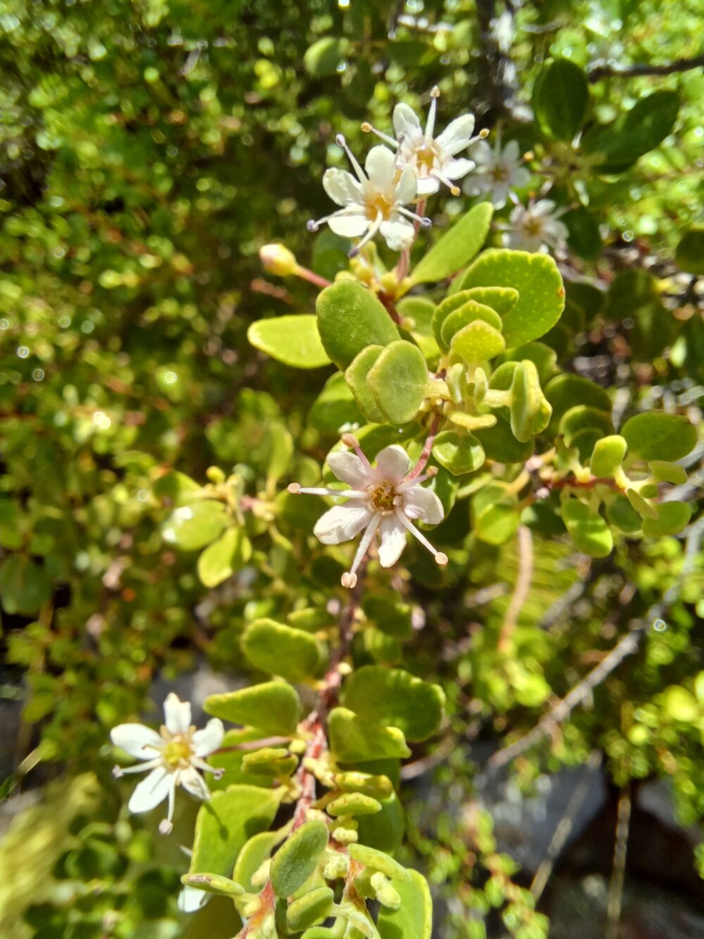 Agathosma ovata