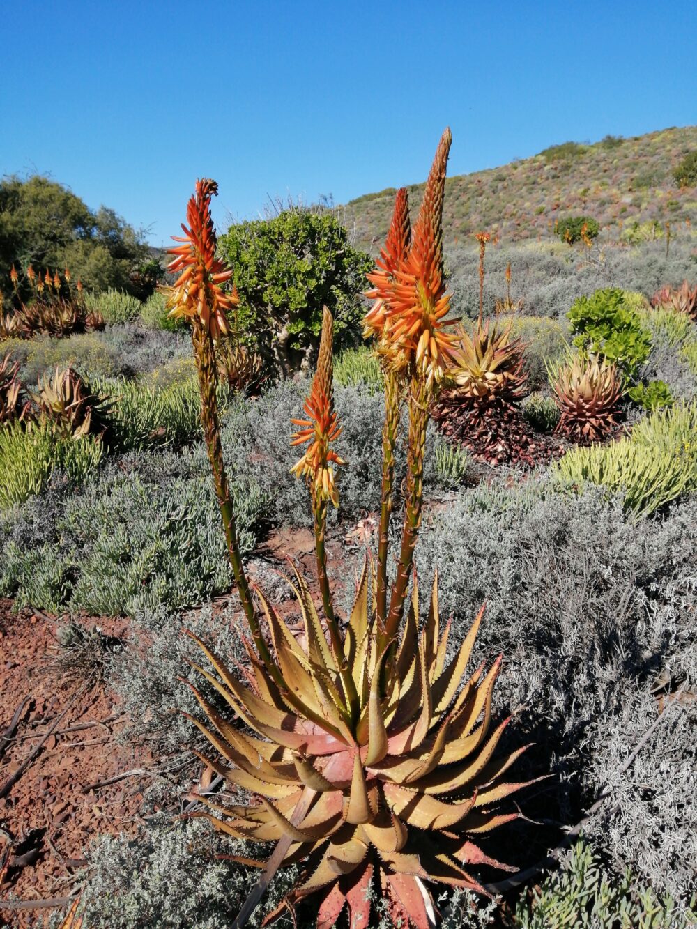 Aloe microstigma