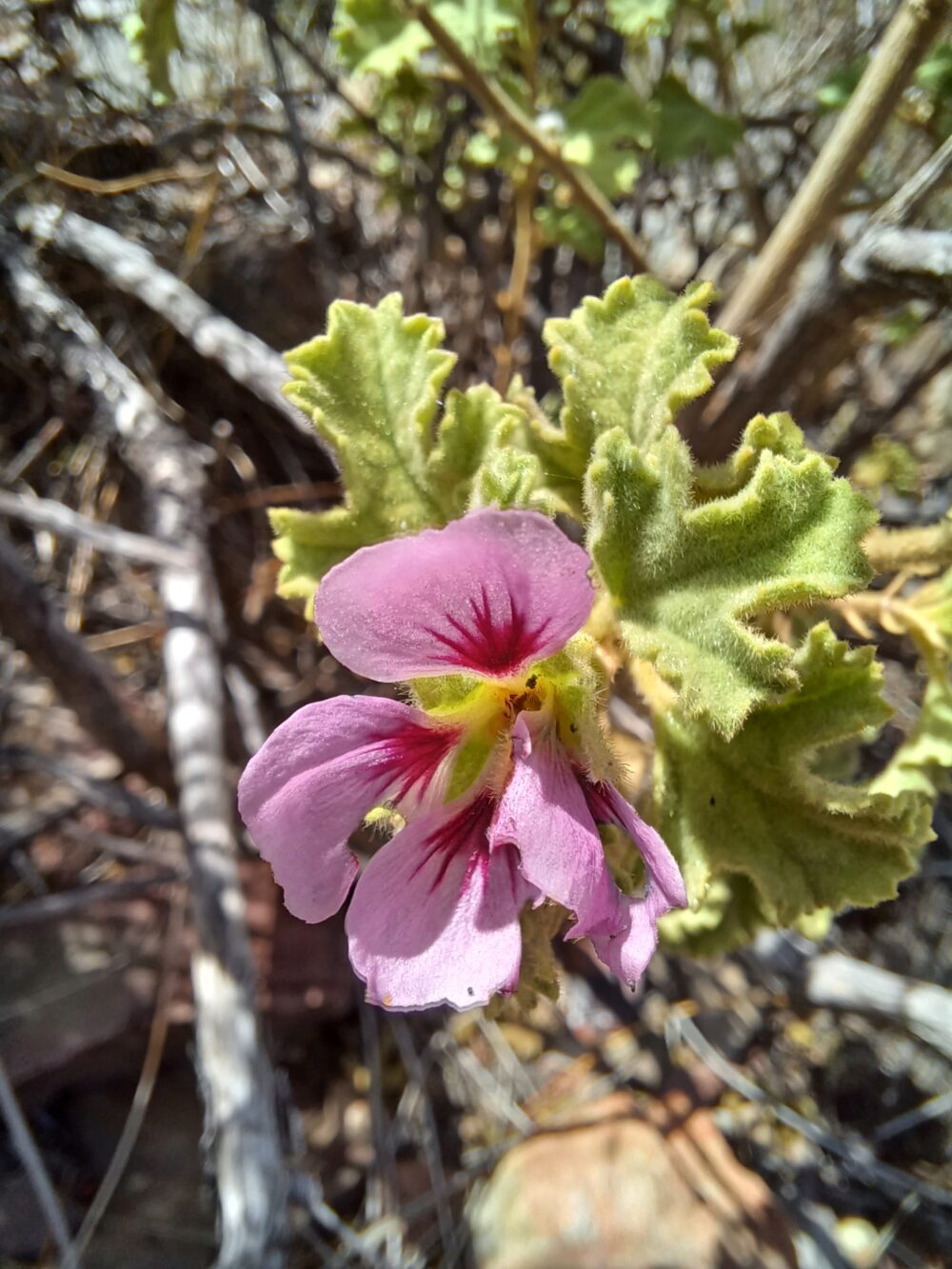 Anisodontea triloba