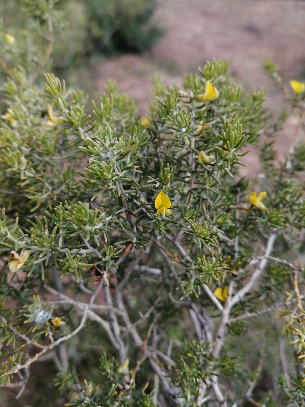 Aspalathus lactea