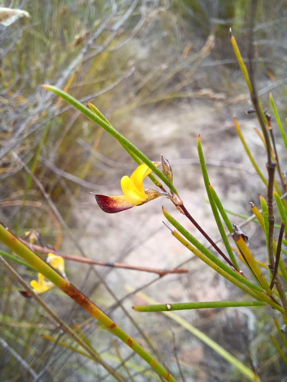 Aspalathus linearis