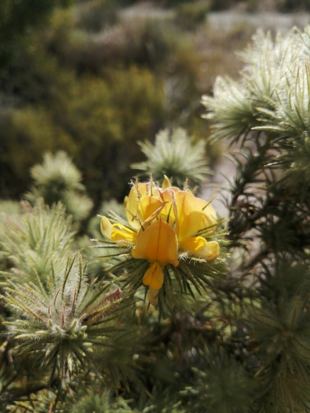 Aspalathus rubiginosa