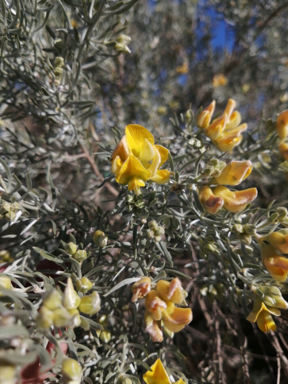 Aspalathus rugosa