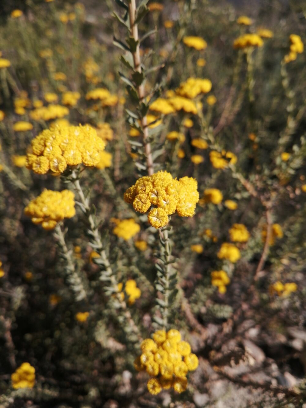 Athanasia trifurcata