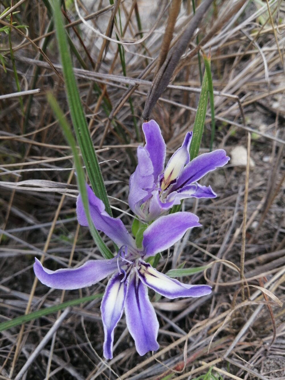 Babiana ambigua