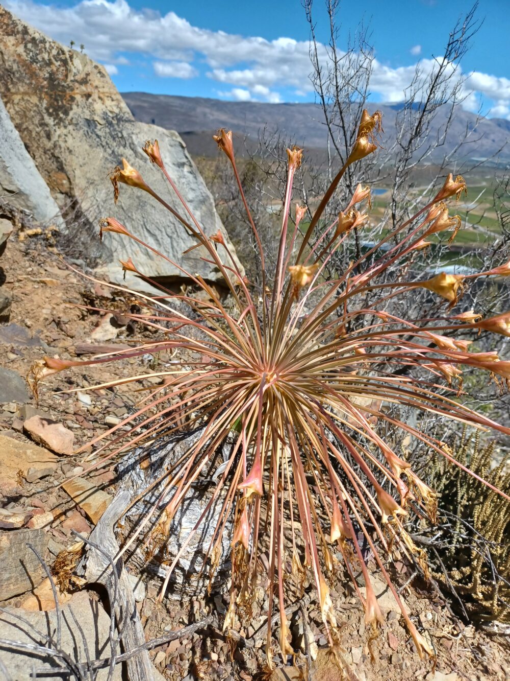 Boophone disticha