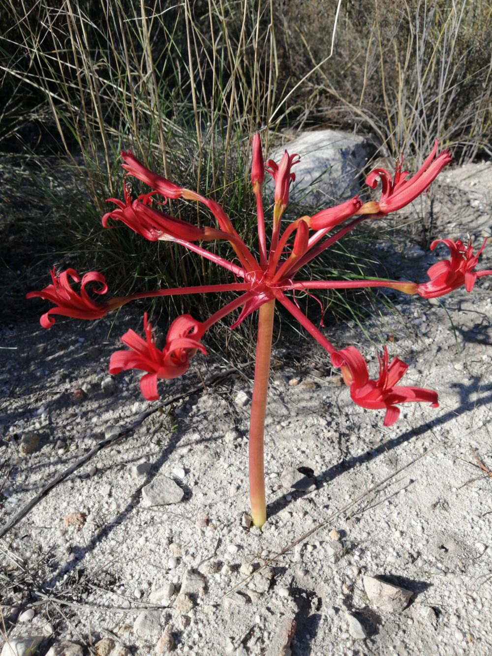 Brunsvigia orientalis