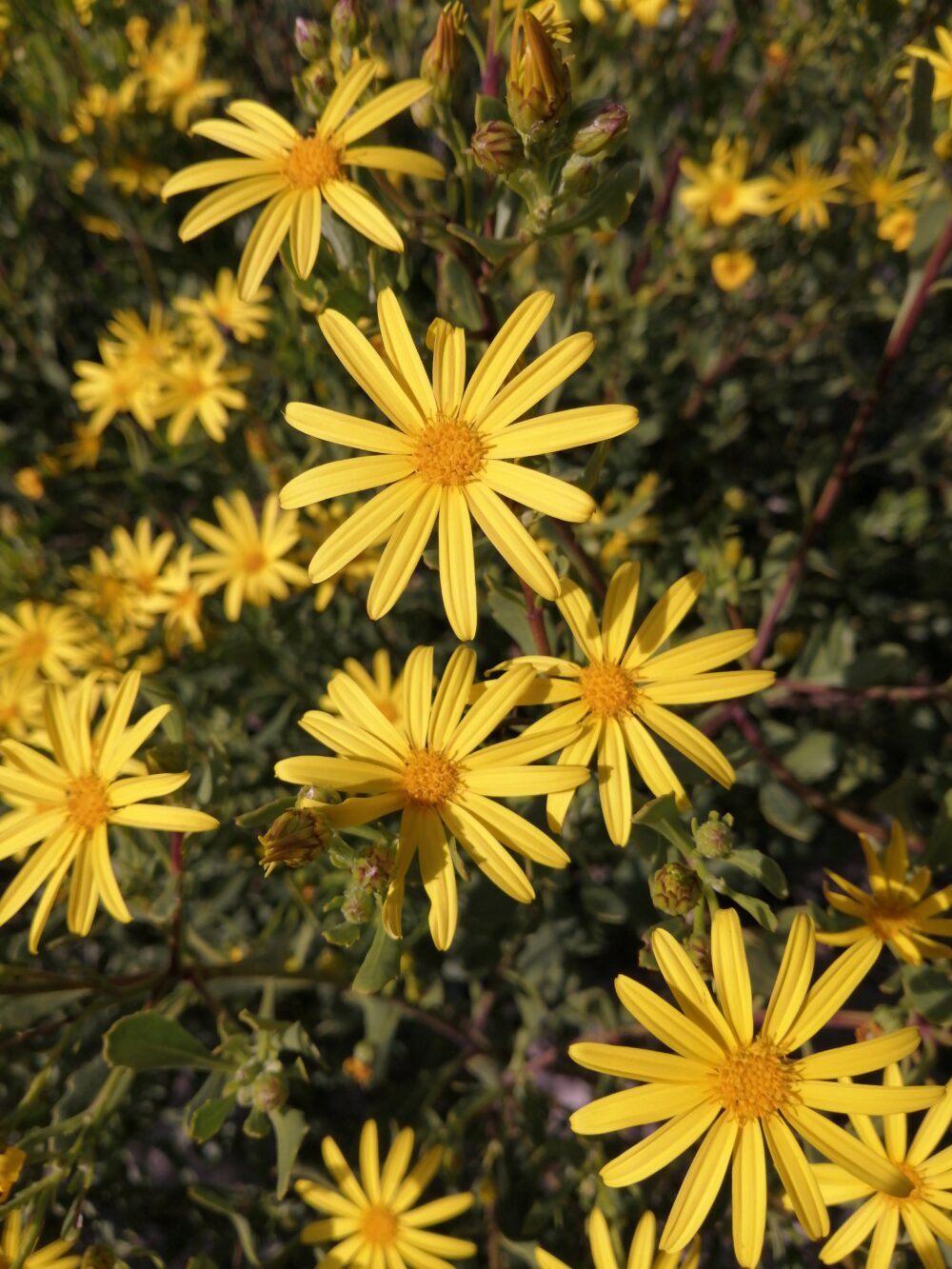 Chrysanthemoides monilifera