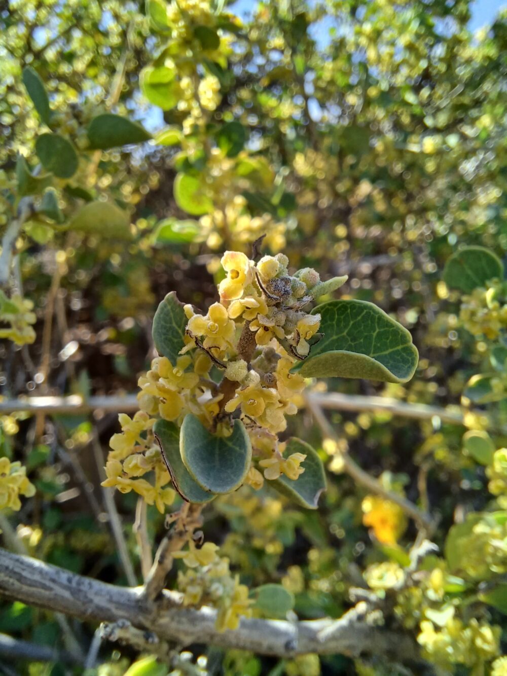 Cissampelos capensis