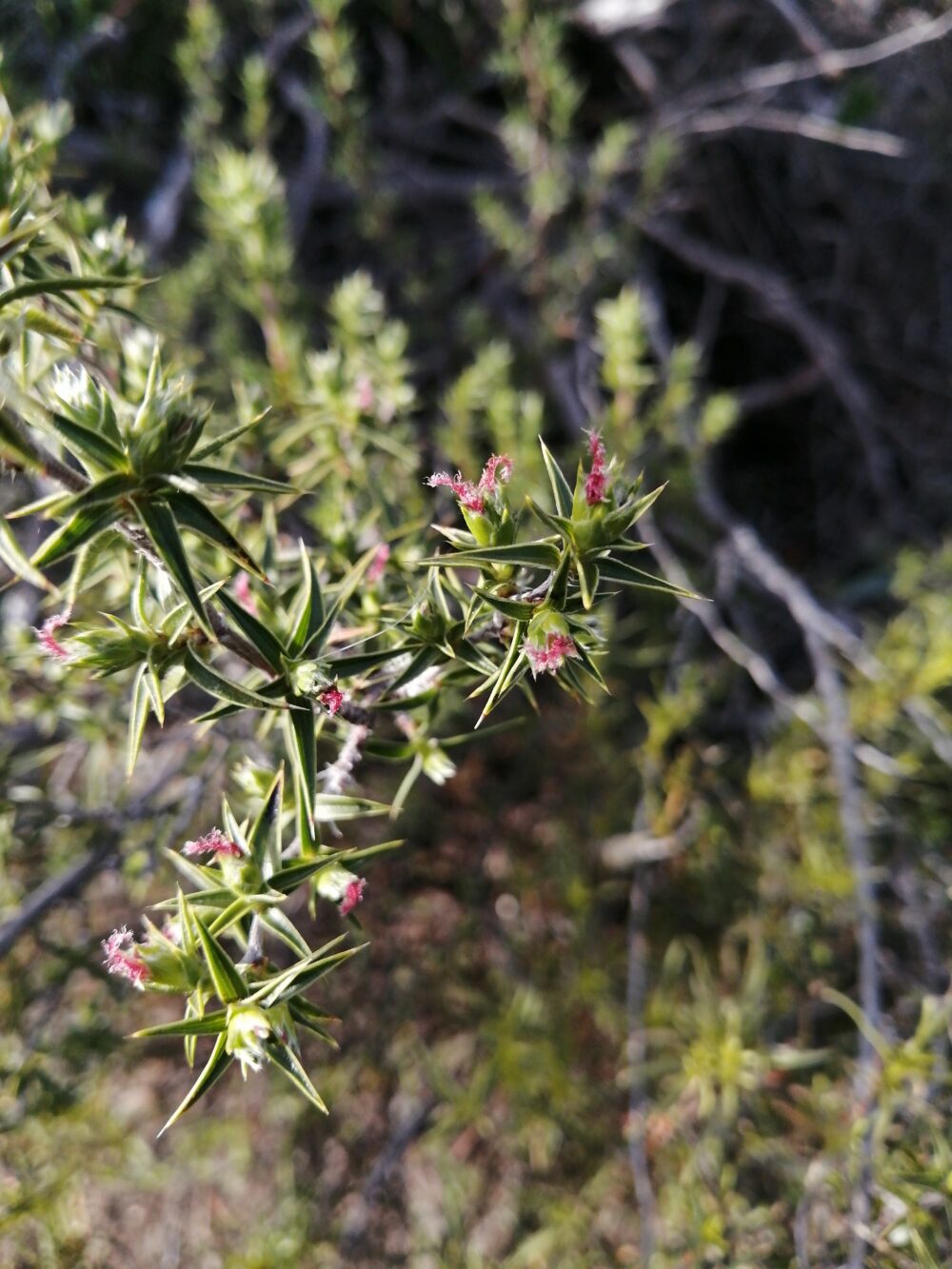 Cliffortia ruscifolia