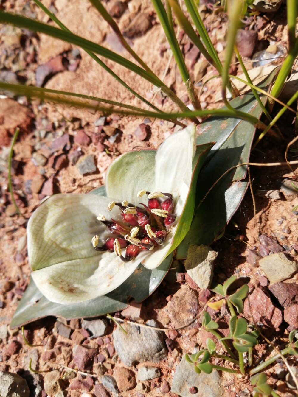 Colchicum coloratum
