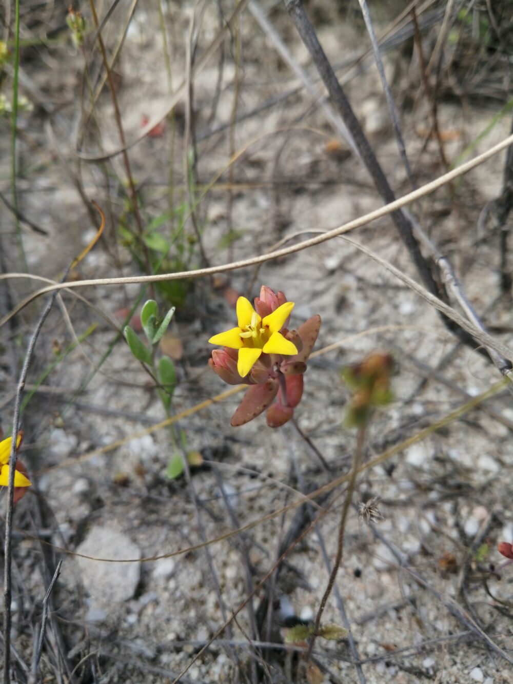 Crassula dichotoma