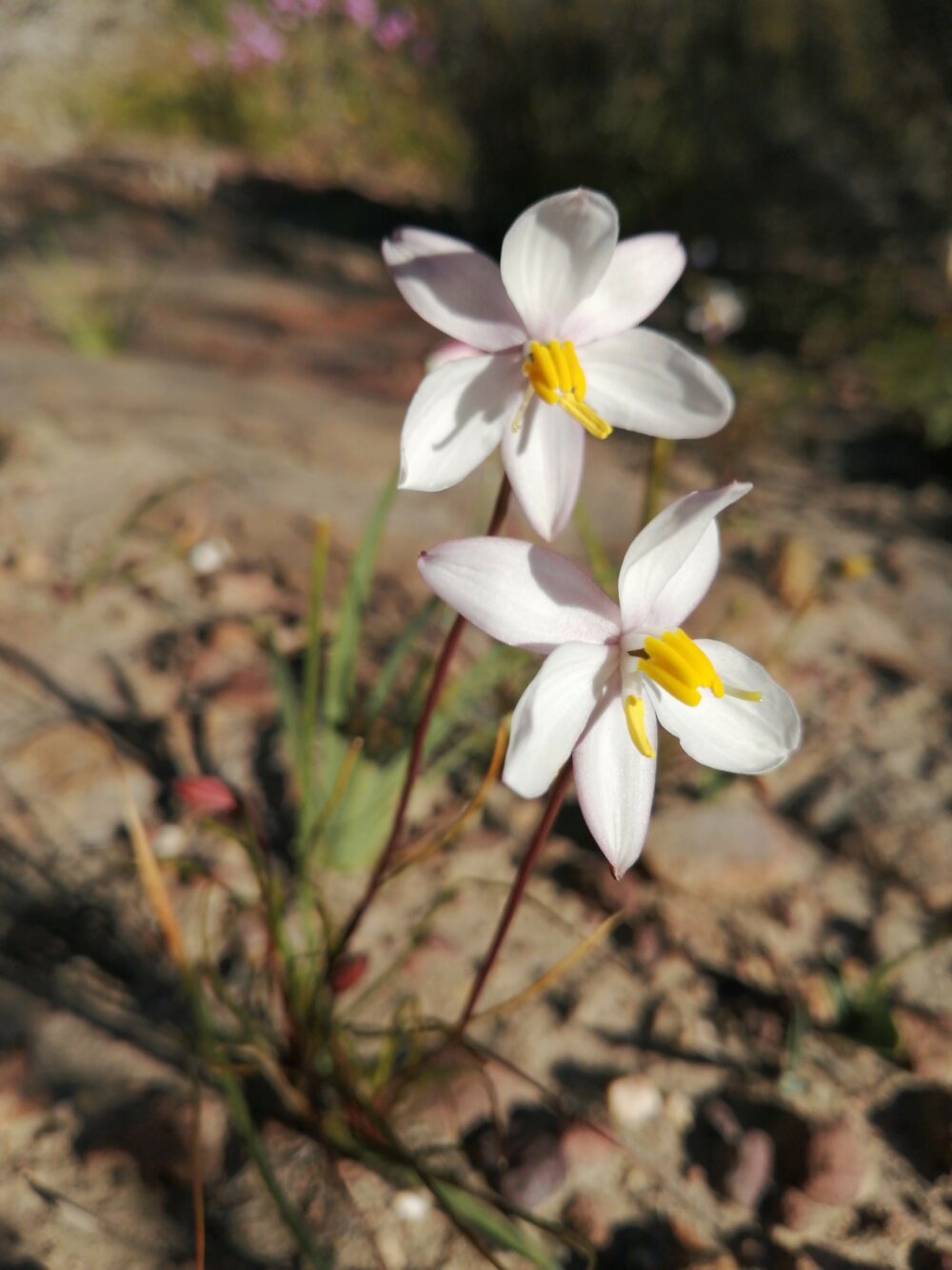 Cyanella alba