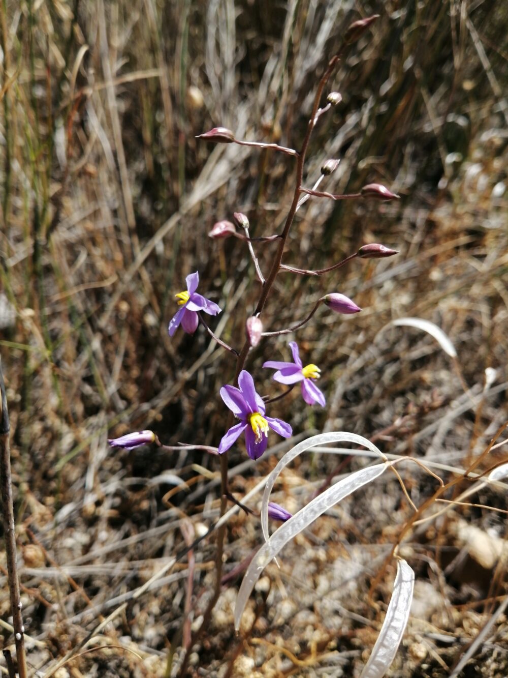 Cyanella hyacinthoides