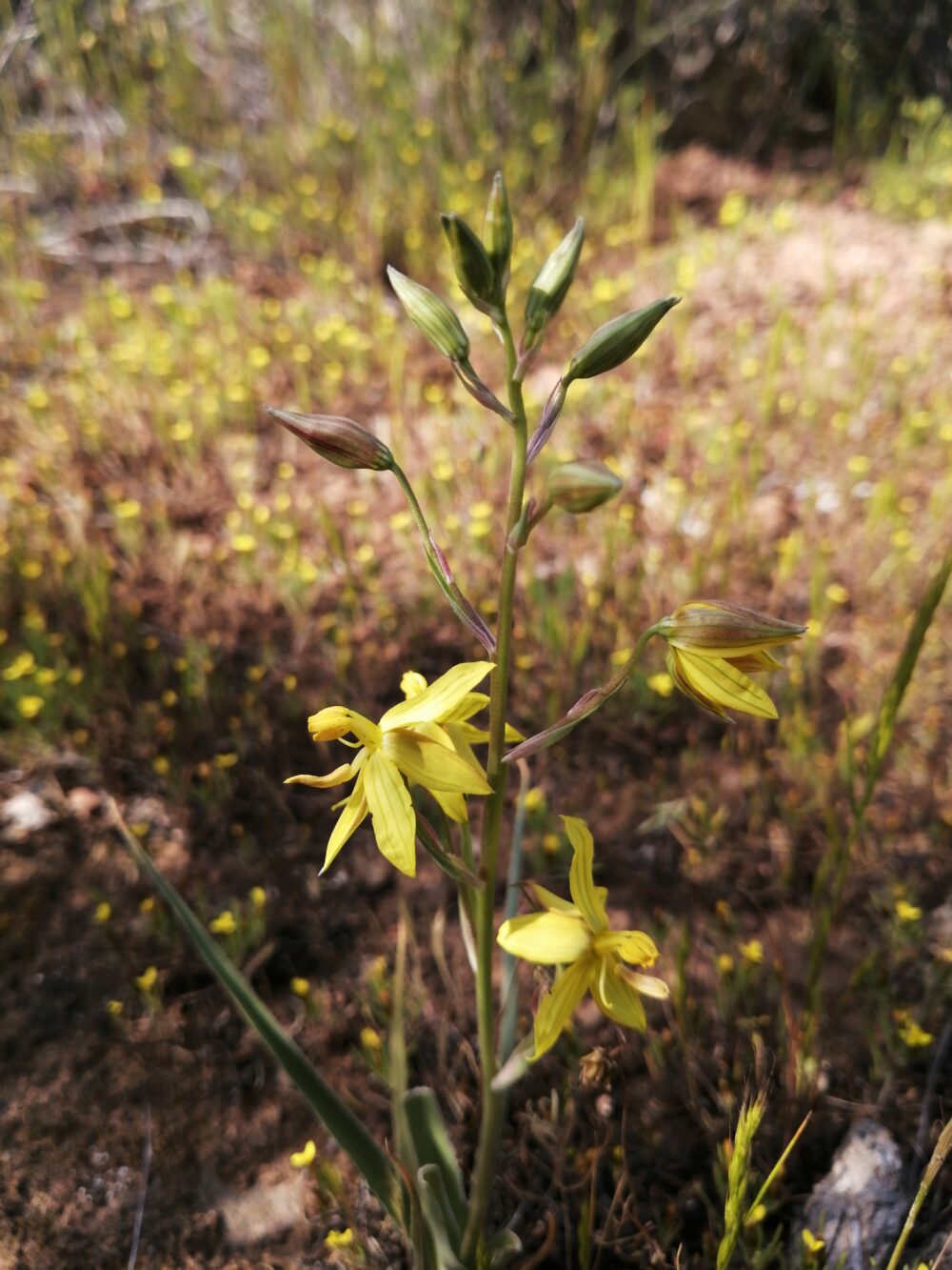 Cyanella lutea