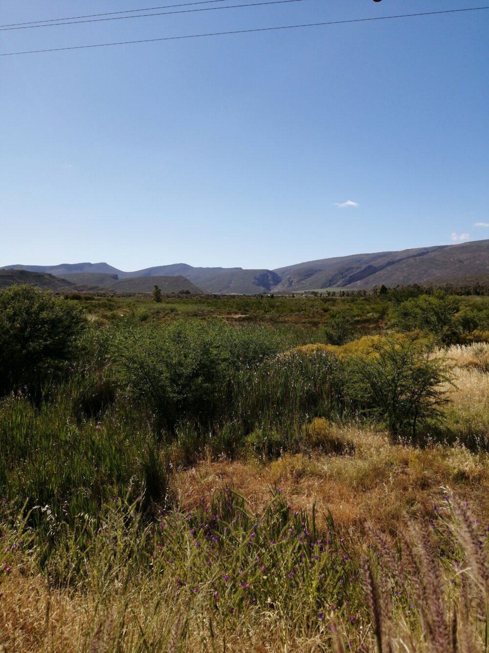 De Doorns Arid Renosterveld