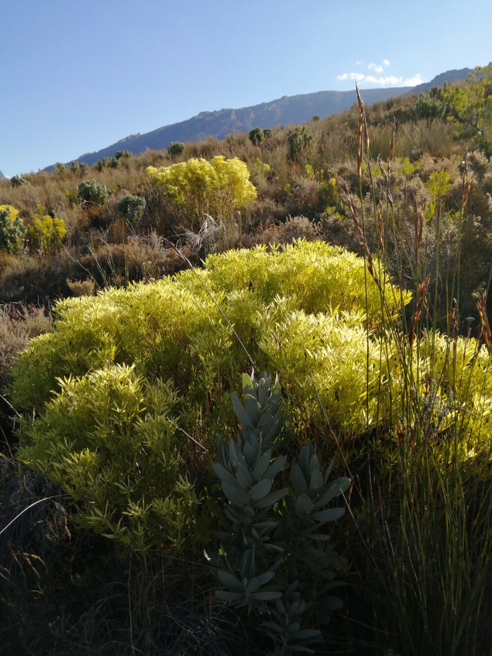 De Doorns Sandstone Fynbos