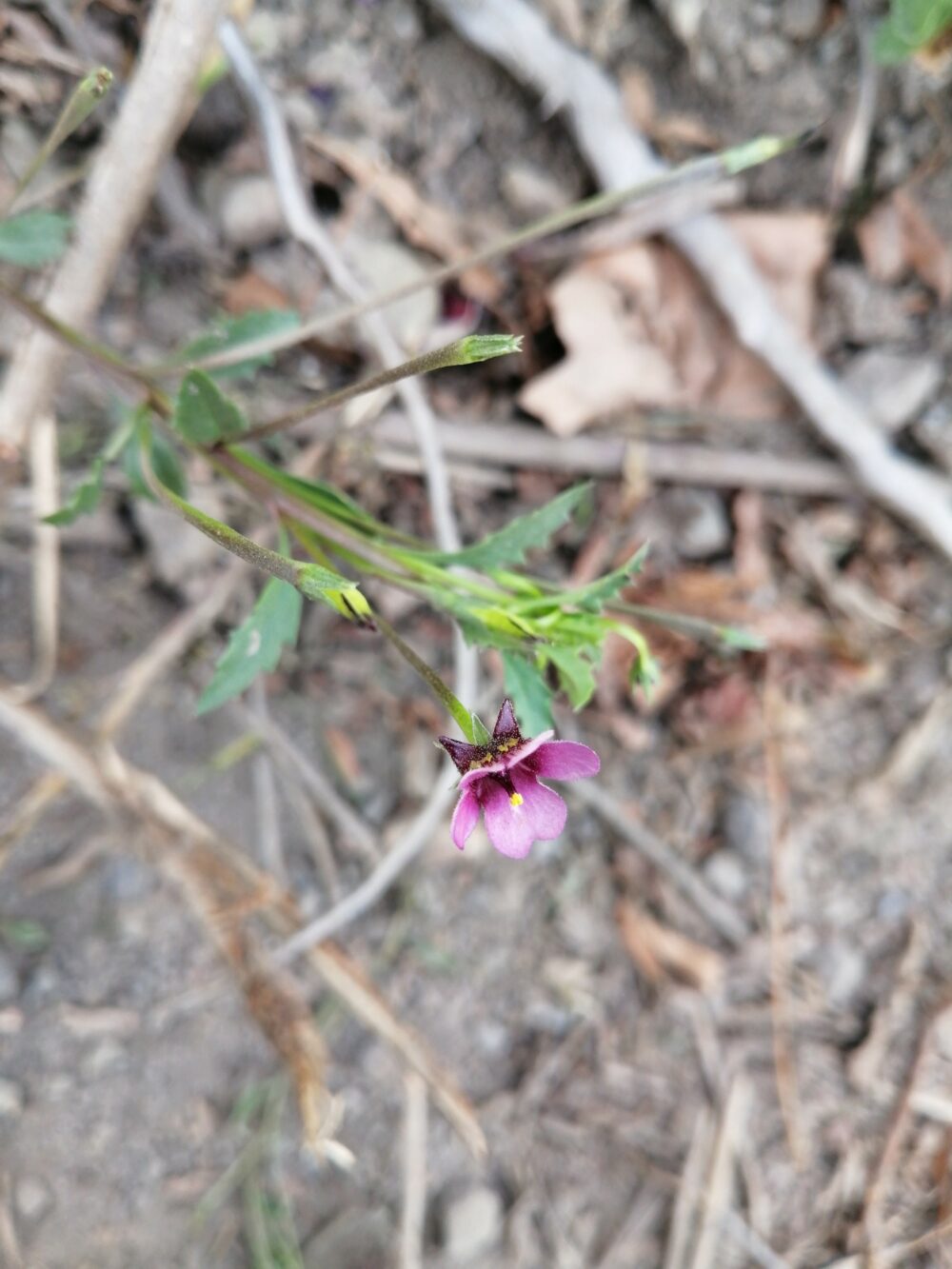 Diascia sacculata