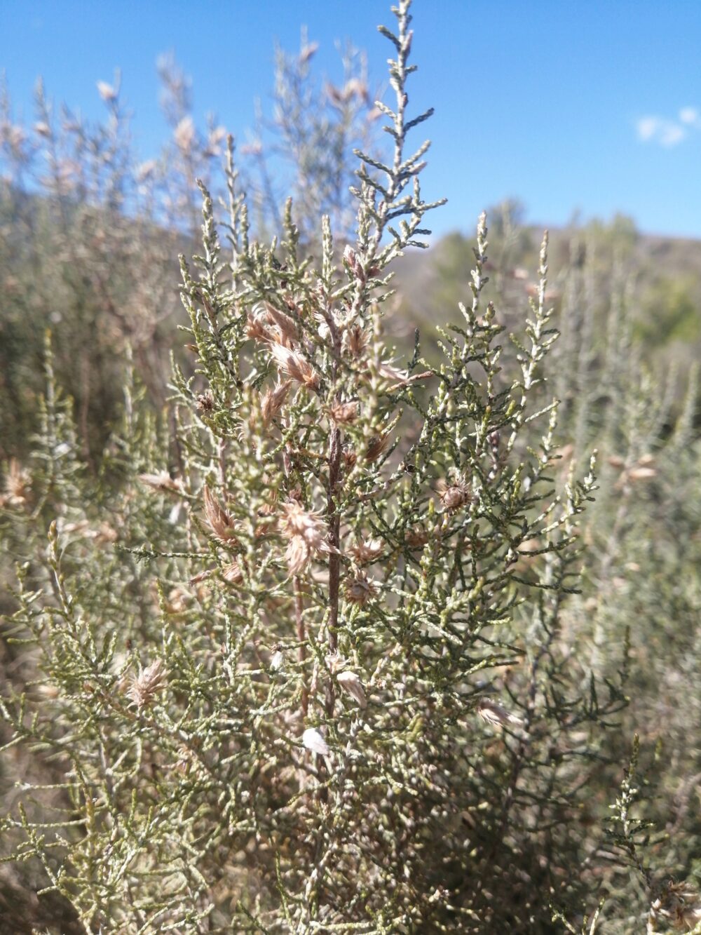 Dicerothamnus rhinocerotis