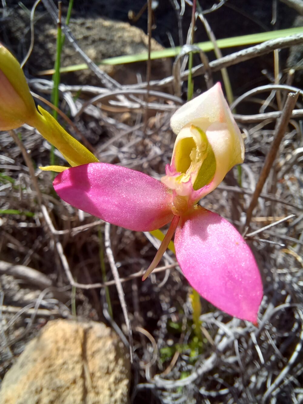 Disa filicornis