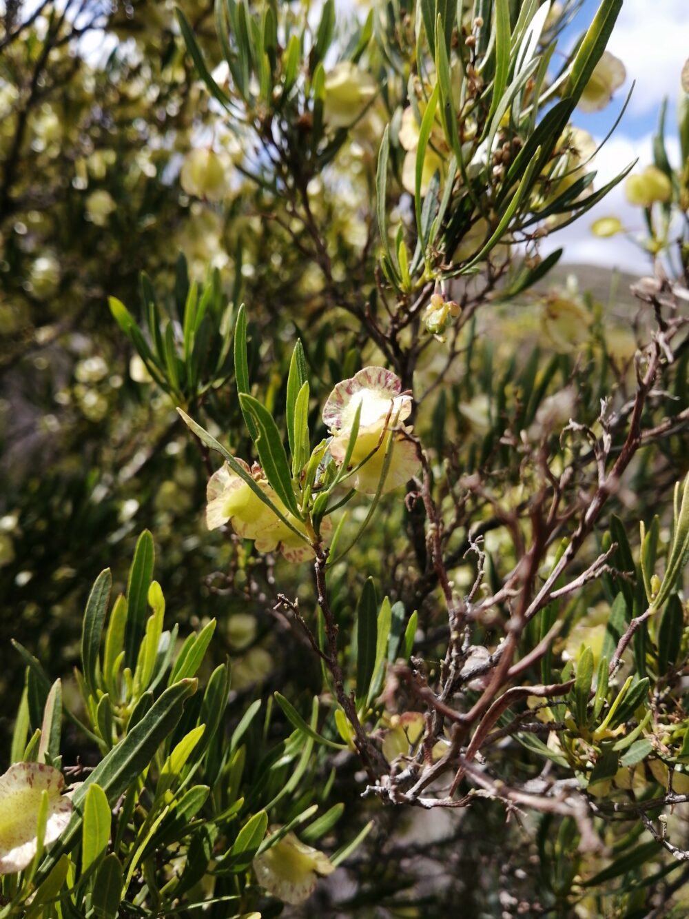 Dodonaea viscosa