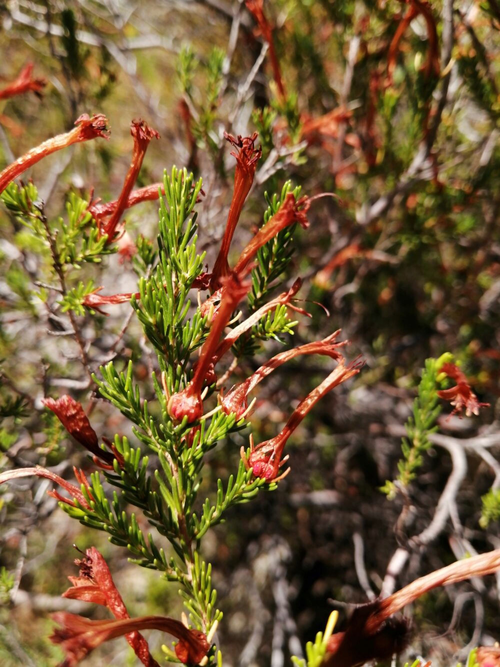 Erica curviflora