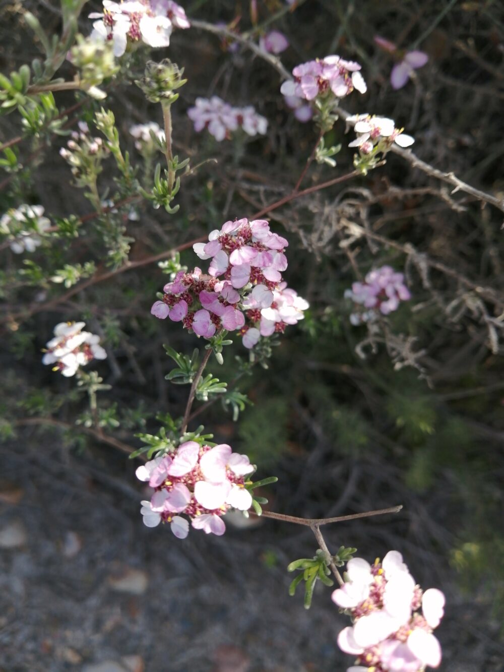 Eriocephalus africanus