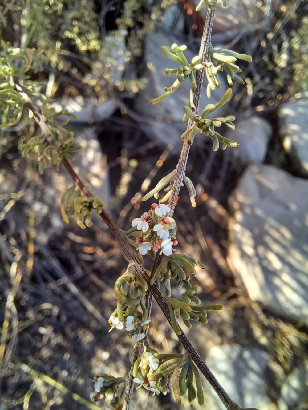 Eriocephalus capitellatus