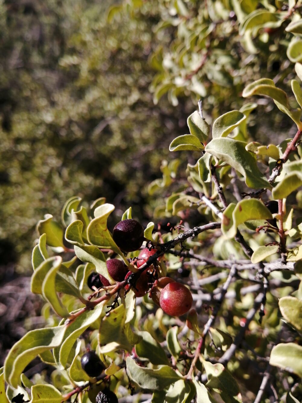 Euclea undulata