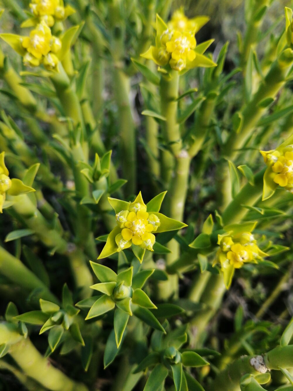 Euphorbia mauritanica