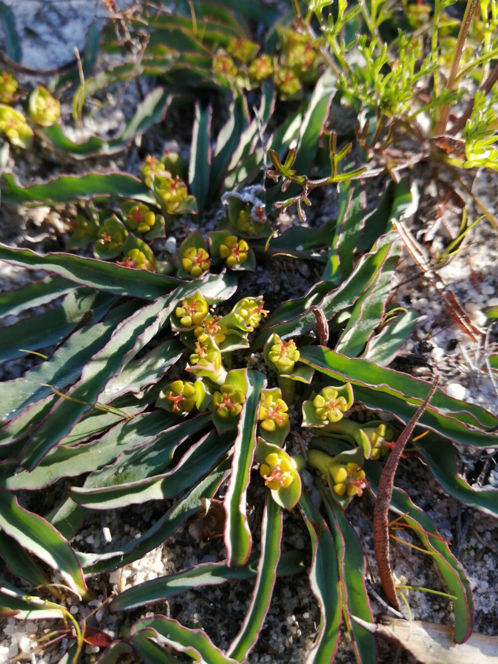 Euphorbia tuberosa