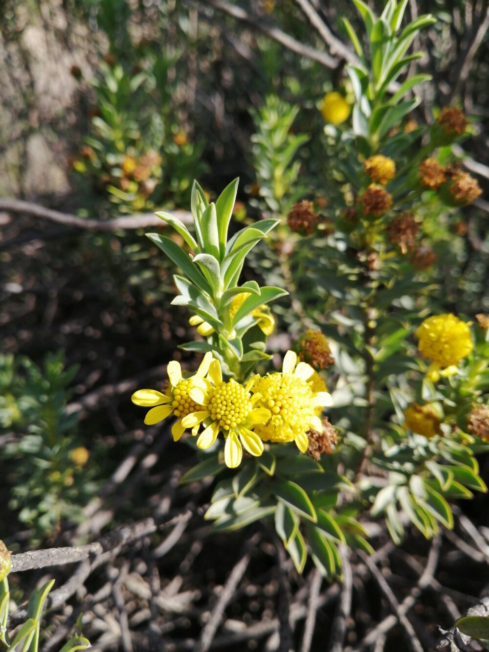 Euryops lateriflorus