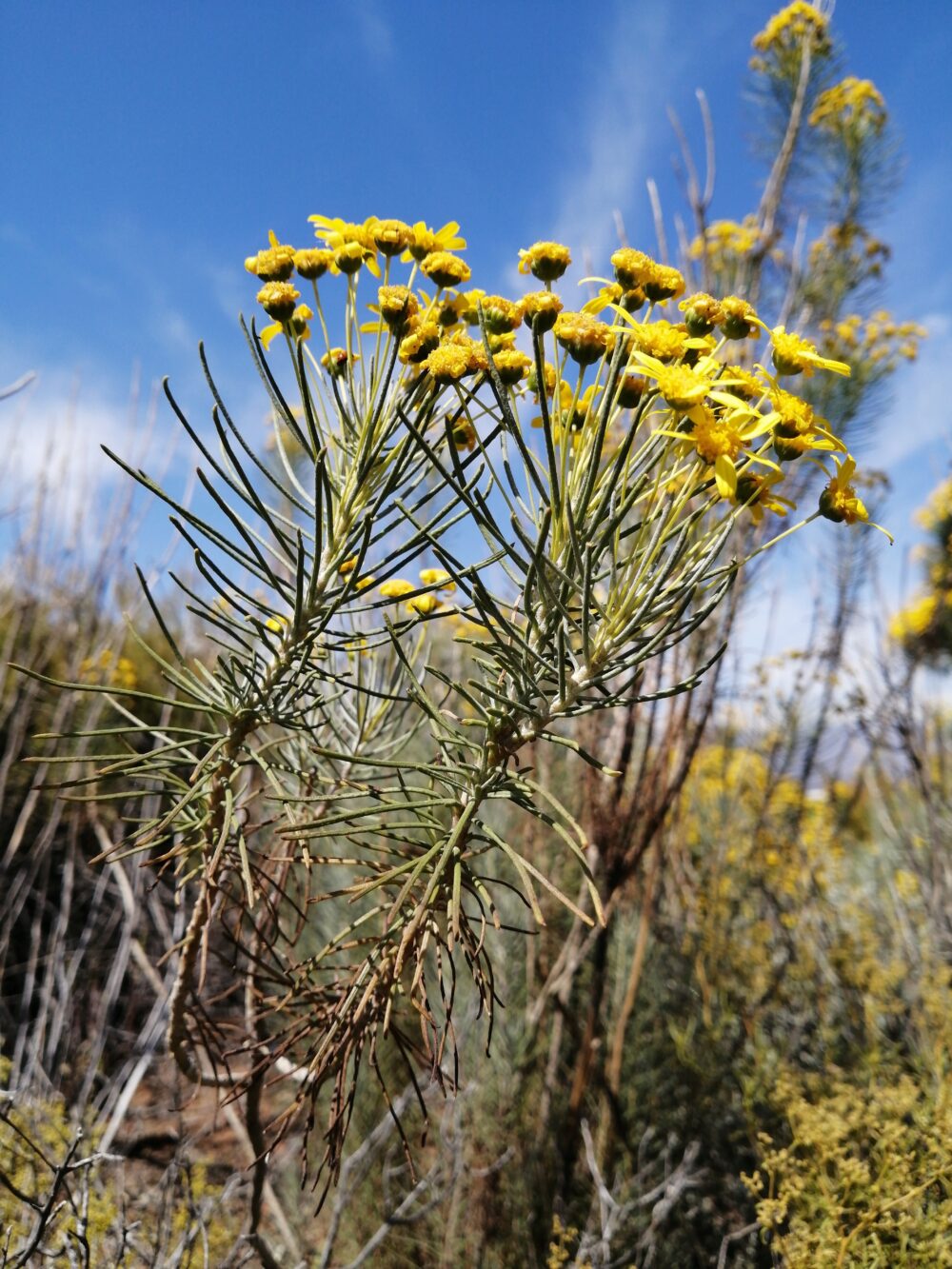 Euryops tenuissimus