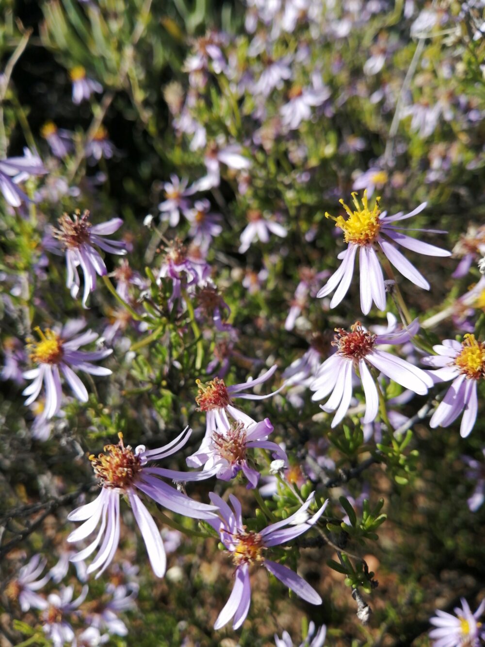 Felicia filifolia