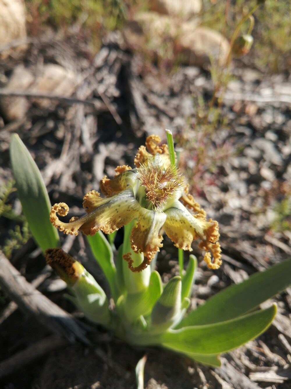 Ferraria variabilis