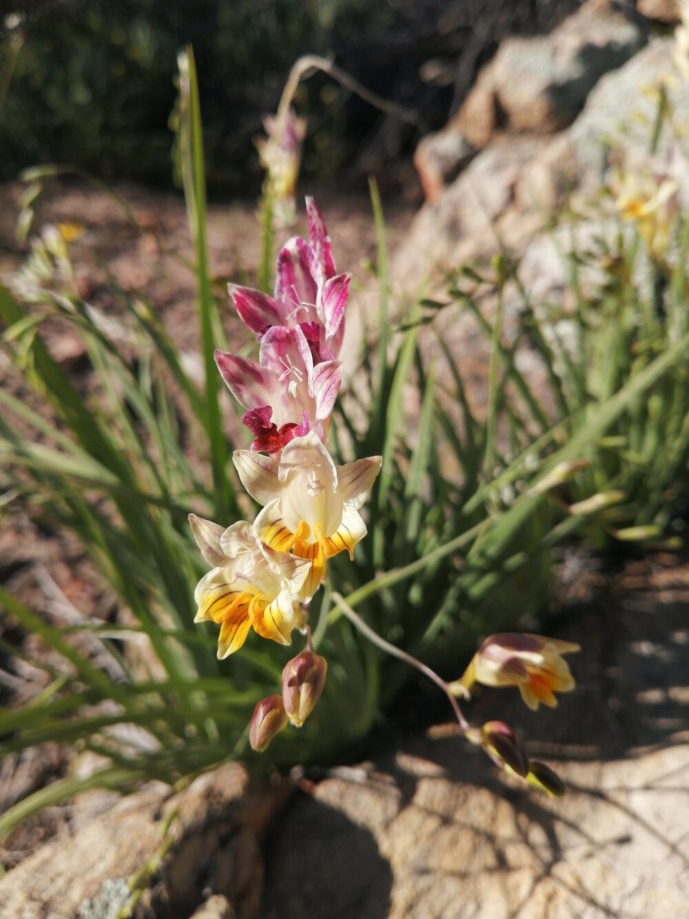 Freesia refracta