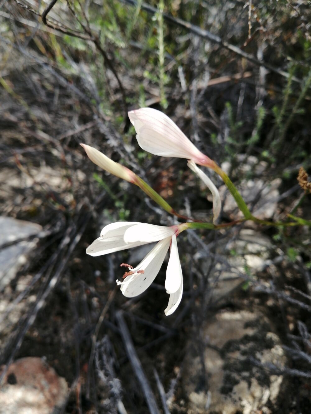 Geissorhiza confusa