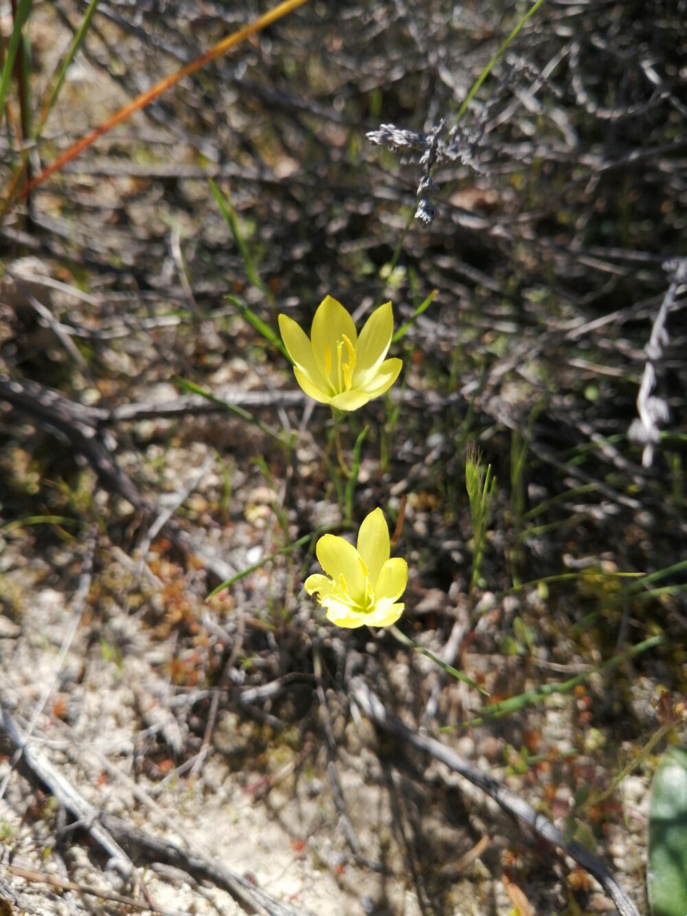 Geissorhiza ornithogaloides