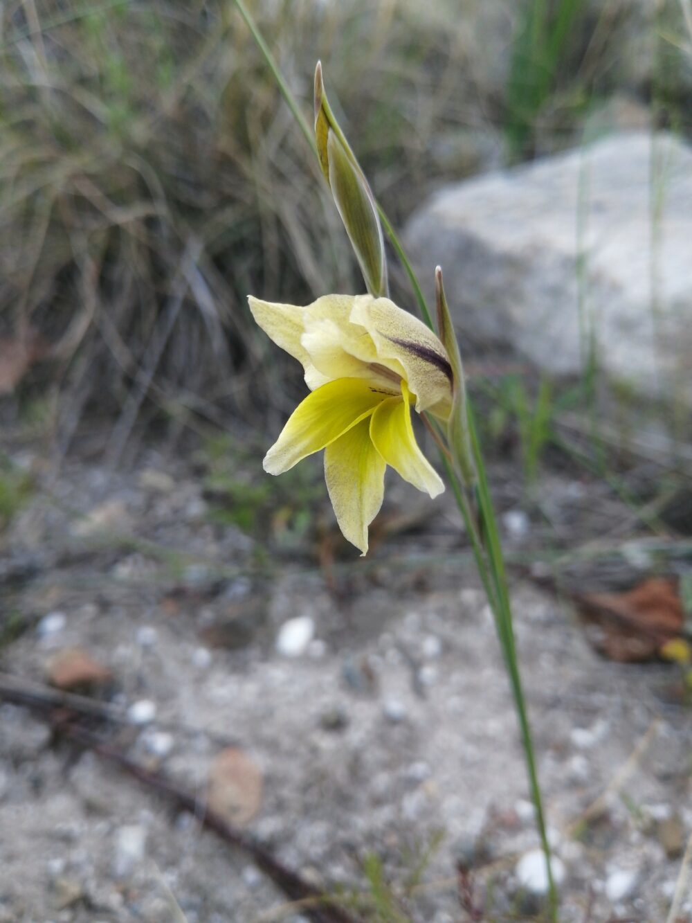 Gladiolus carinatus