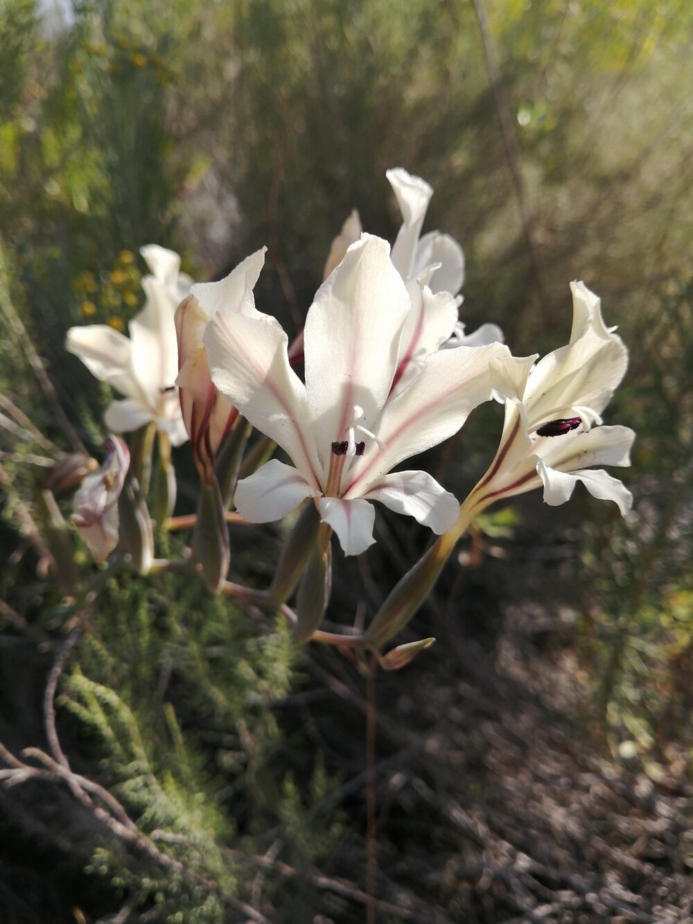 Gladiolus floribundus