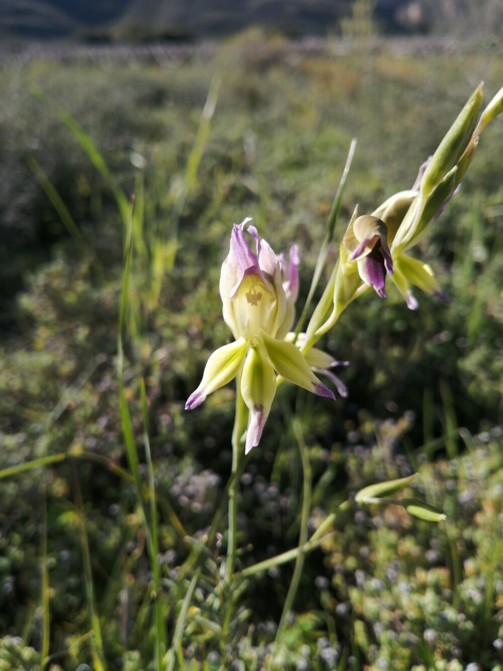 Gladiolus venustus