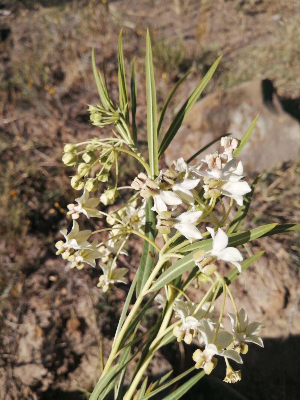 Gomphocarpus fruticosus