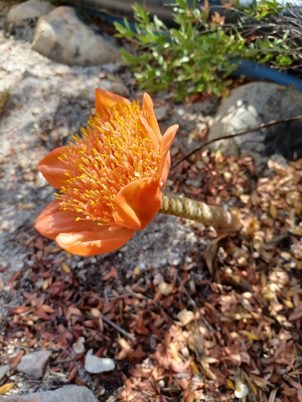 Haemanthus coccineus