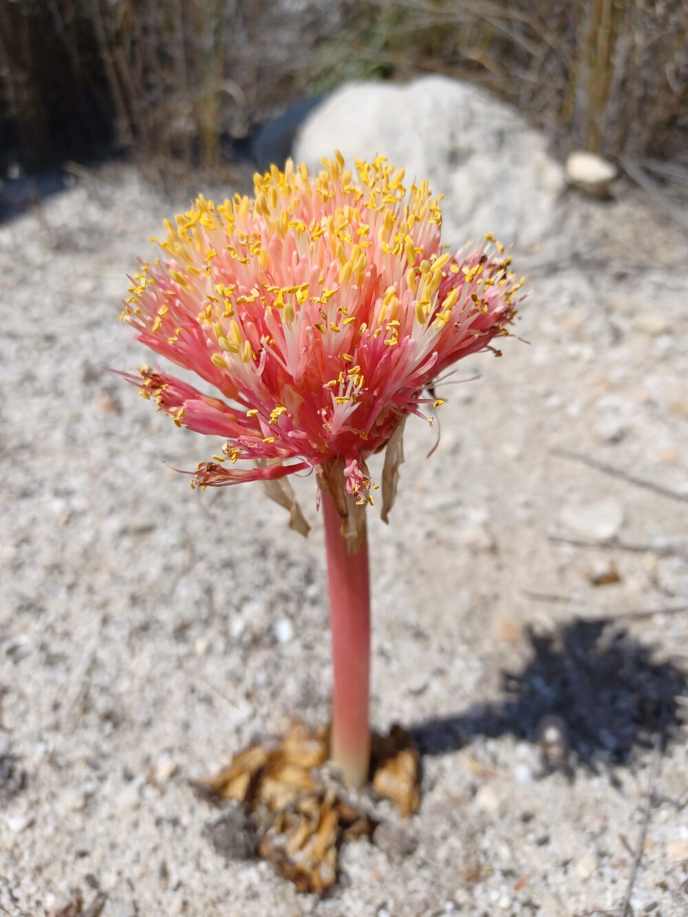 Haemanthus sanguineus