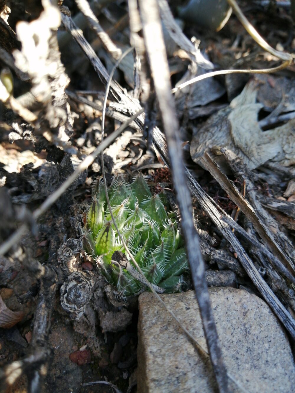 Haworthia arachnoidea