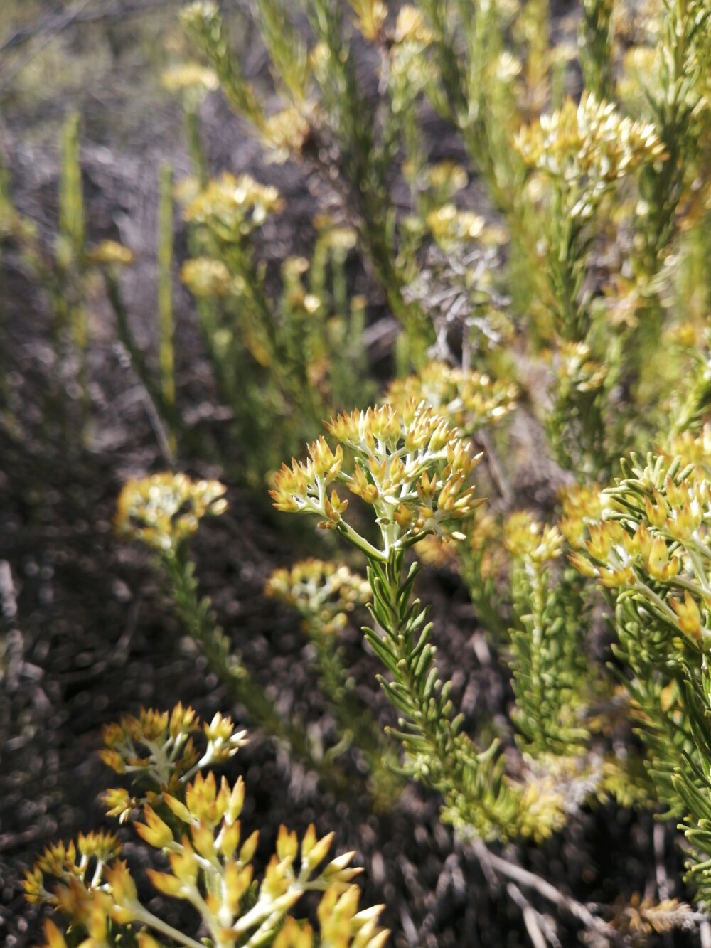 Helichrysum hamulosum