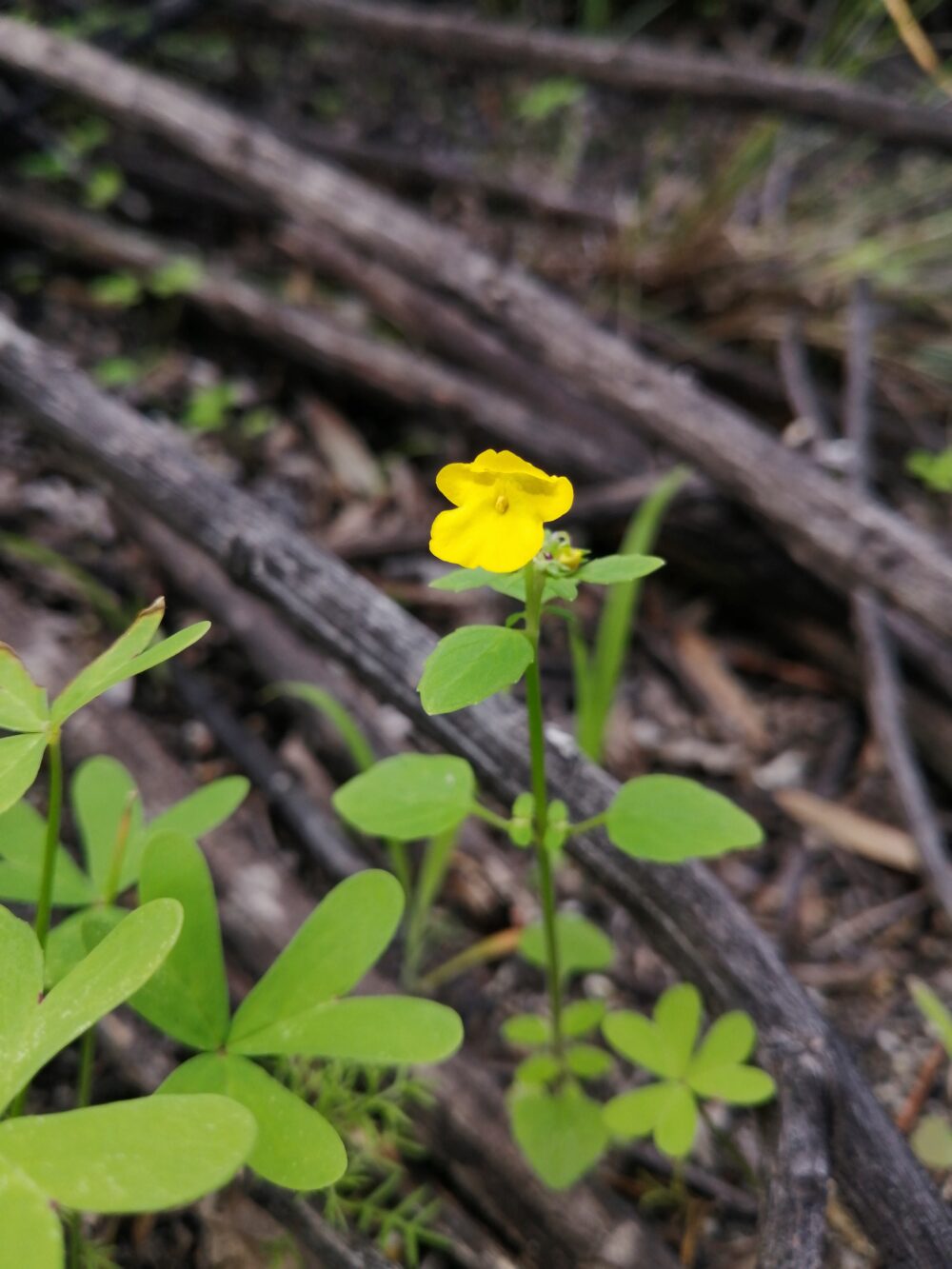 Hemimeris racemosa