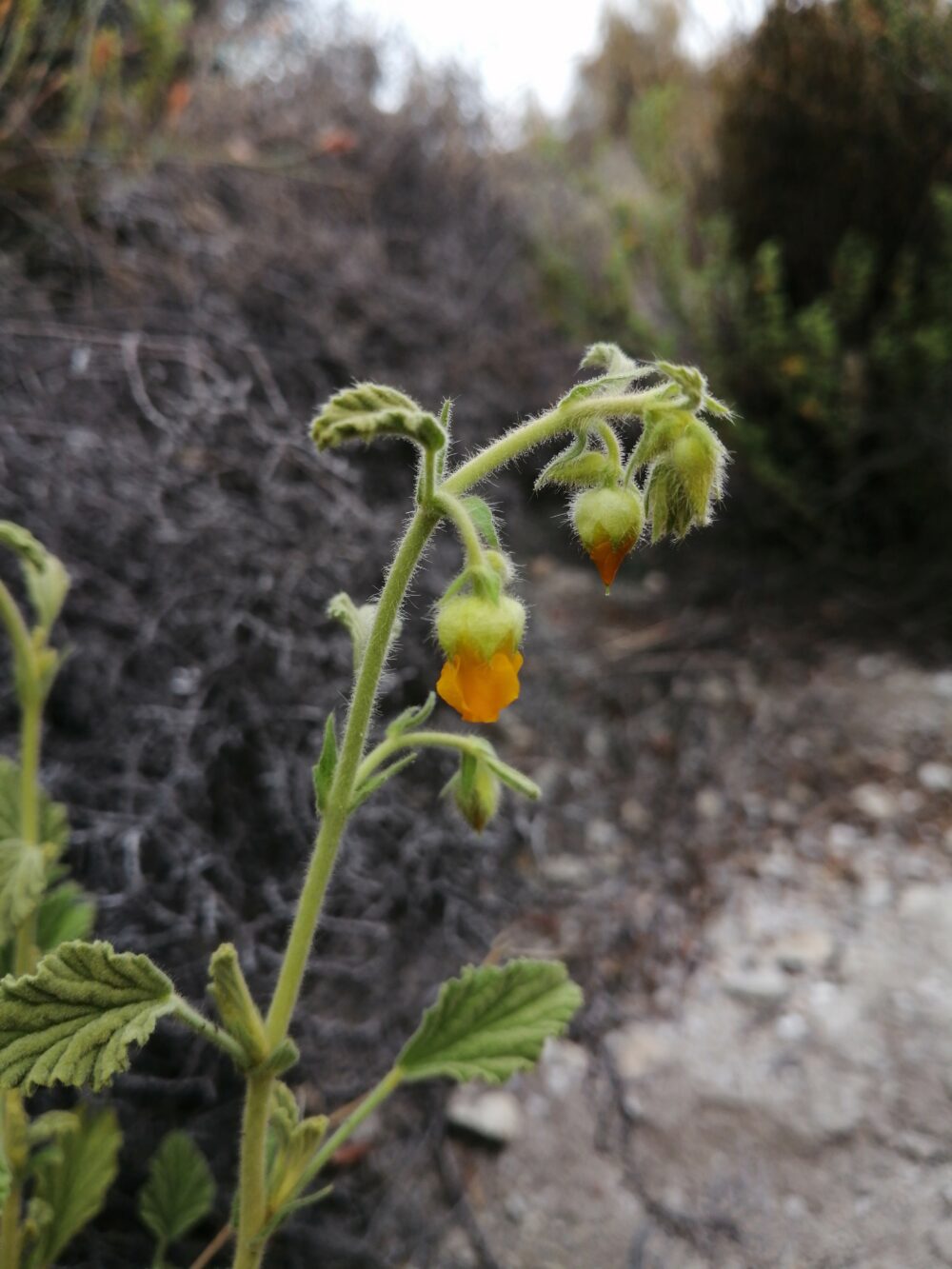 Hermannia althaeifolia