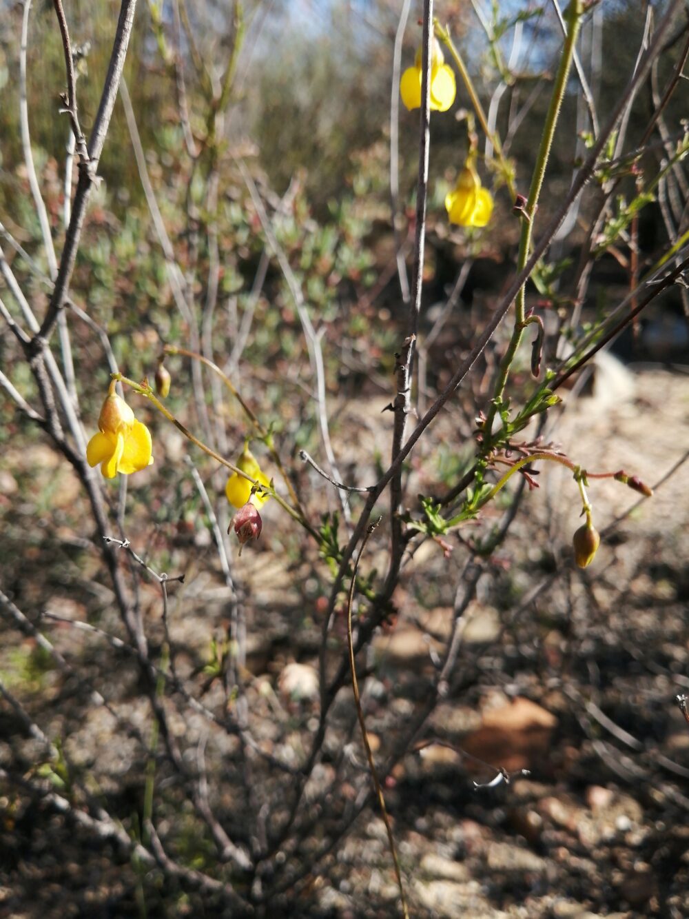 Hermannia confusa